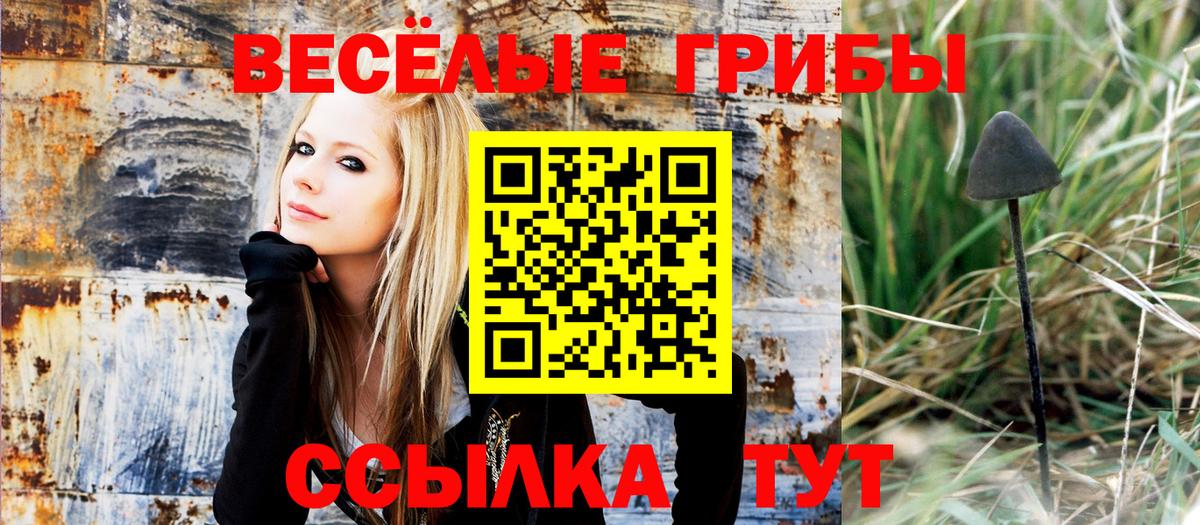 Псилоцибиновые грибы Psilocybe Балашиха
